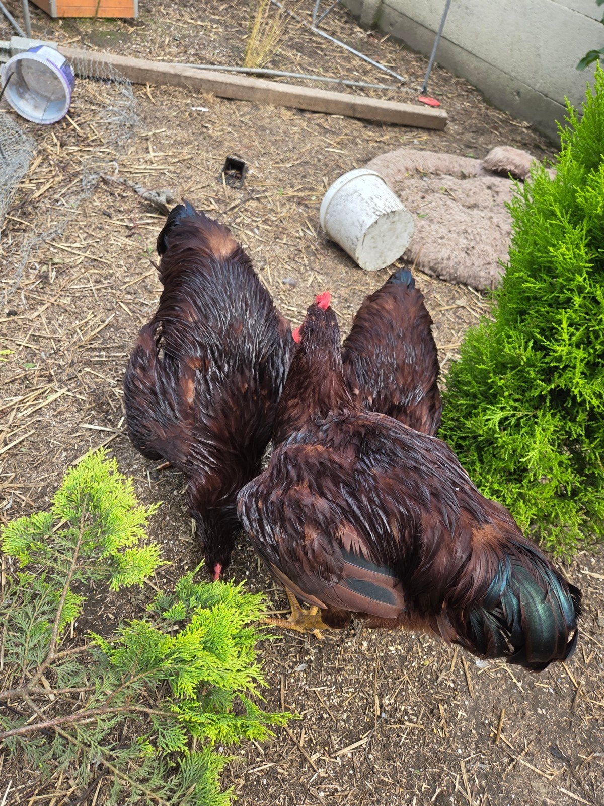 3 rhode island red haantjes, Mâle, Poule ou poulet