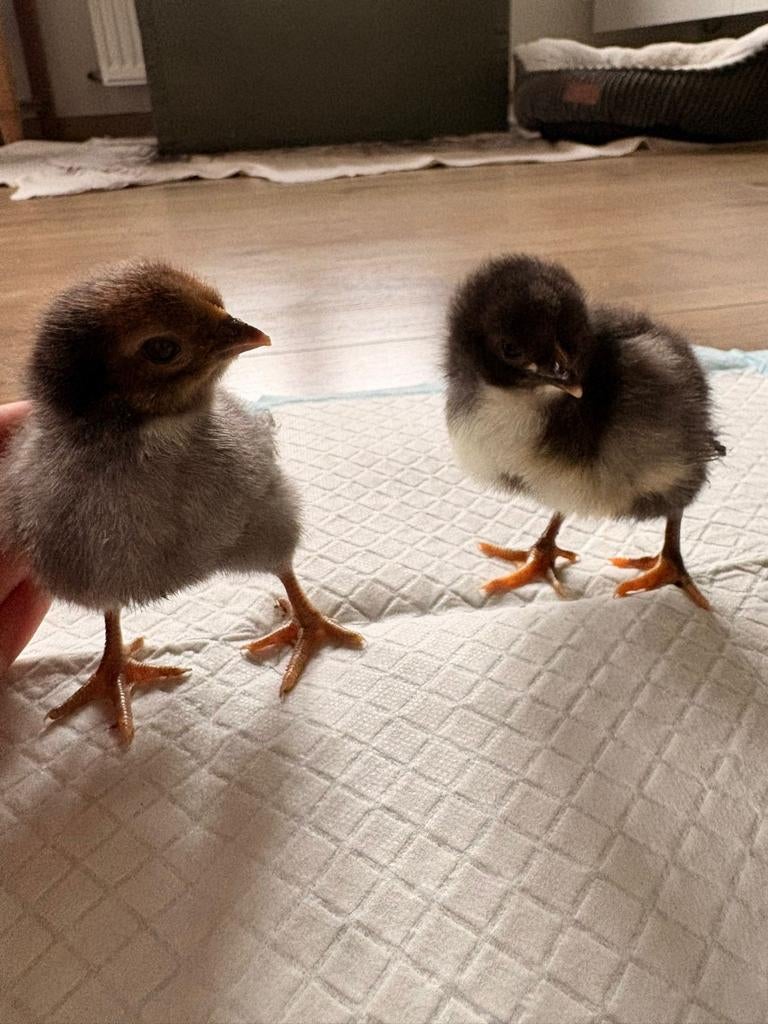 Eastereggers, kleurleggers, groenleggers kuikens, Dieren en Toebehoren, Geslacht onbekend