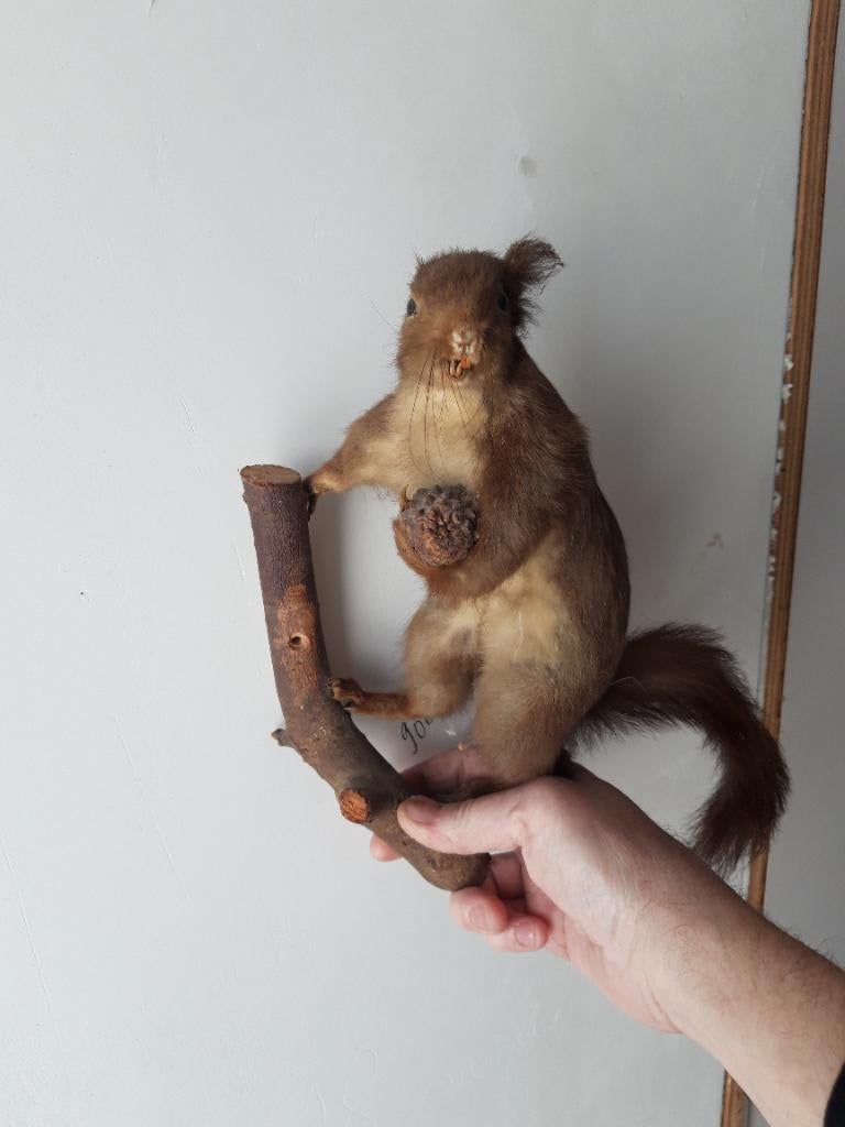 Écureuil empaillé, Enlèvement, Utilisé, Autres, Animal empaillé