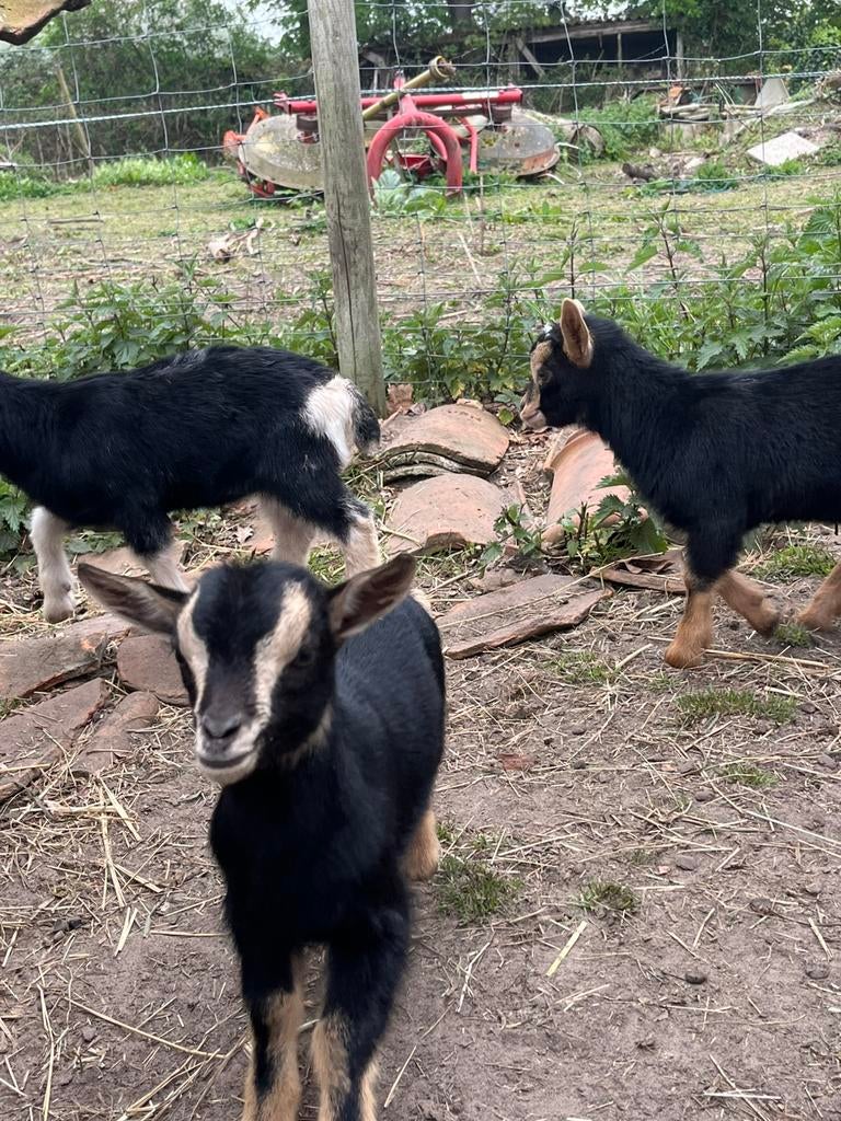 Black and tan mieke
