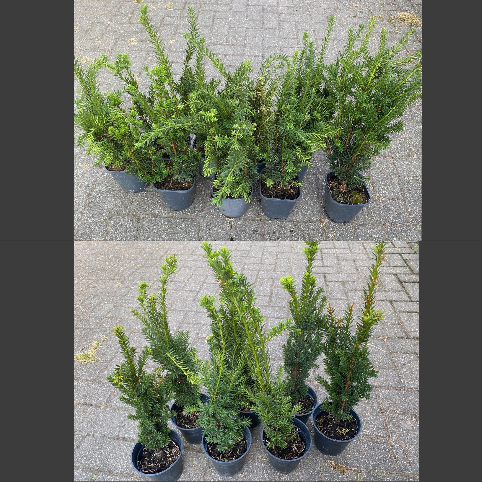 16 Taxusplanten (Taxus baccata) te koop, Jardin & Terrasse, Enlèvement ou Envoi, Taxus, Haie, Moins de 100 cm