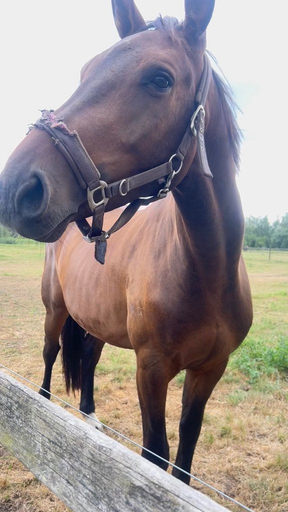 Paard te koop, Dieren en Toebehoren, Paarden, Springpaard, Met stamboom, Ruin, Zadelmak