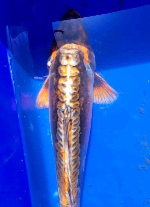 Japanse koi 32 cm, Ophalen