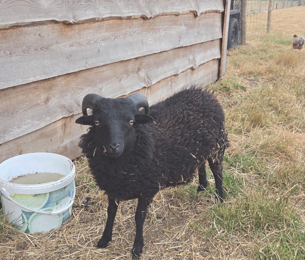 Quessant Ram - 2026, Dieren en Toebehoren, Schapen, Geiten en Varkens