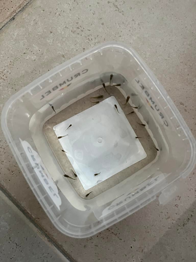 Tijdelijk: babyguppies aan 0.75€, Vis, Zoetwatervis, Schoolvis
