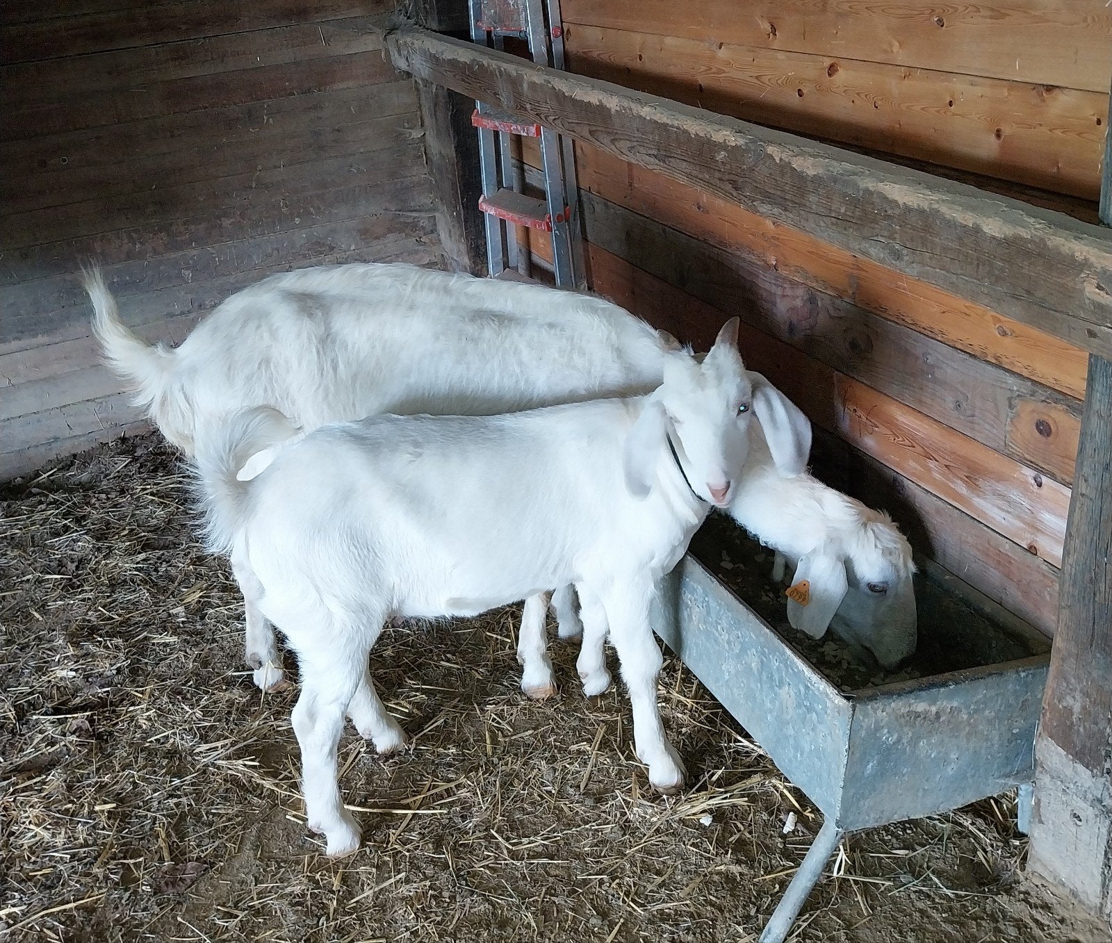 Saanens geit met  boklam, Dieren en Toebehoren, Geit
