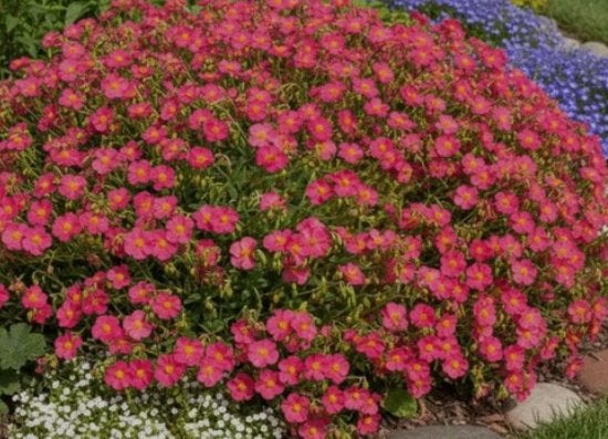 Helianthemum 'Ben Hope' of Zonneroosje, Tuin en Terras, Planten | Tuinplanten, Ophalen, Zomer, Vaste plant, Volle zon