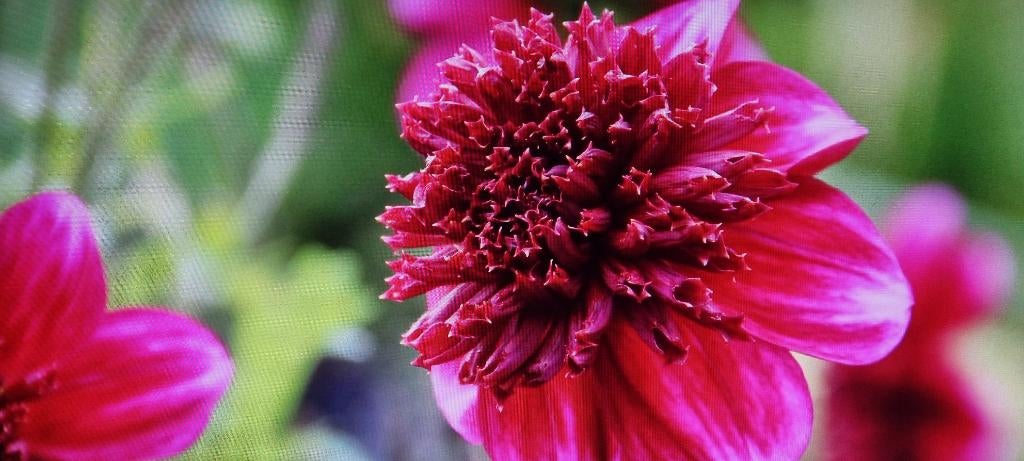 Dahlia rock star, Ophalen of Verzenden, Voorjaar, Volle zon, Knol