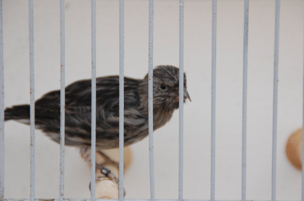 kanarie pop, Dieren en Toebehoren