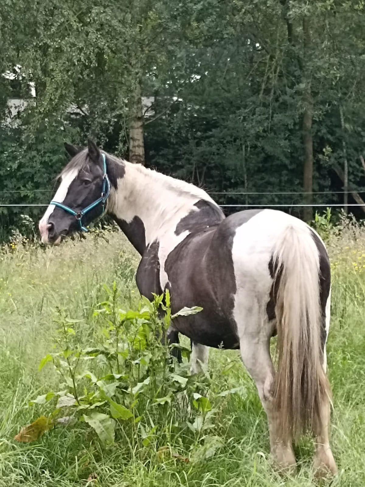 Lieve, rustige Tinker merrie – ideaal weide / wandel maatje, Jument