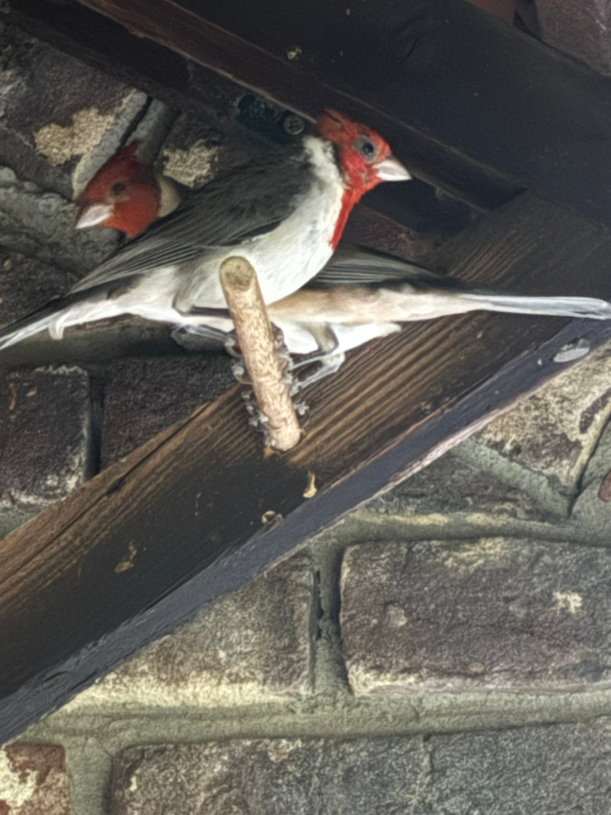Jong koppel roodkuifkardinalen, Dieren en Toebehoren, Meerdere dieren, Tropenvogel, Geringd