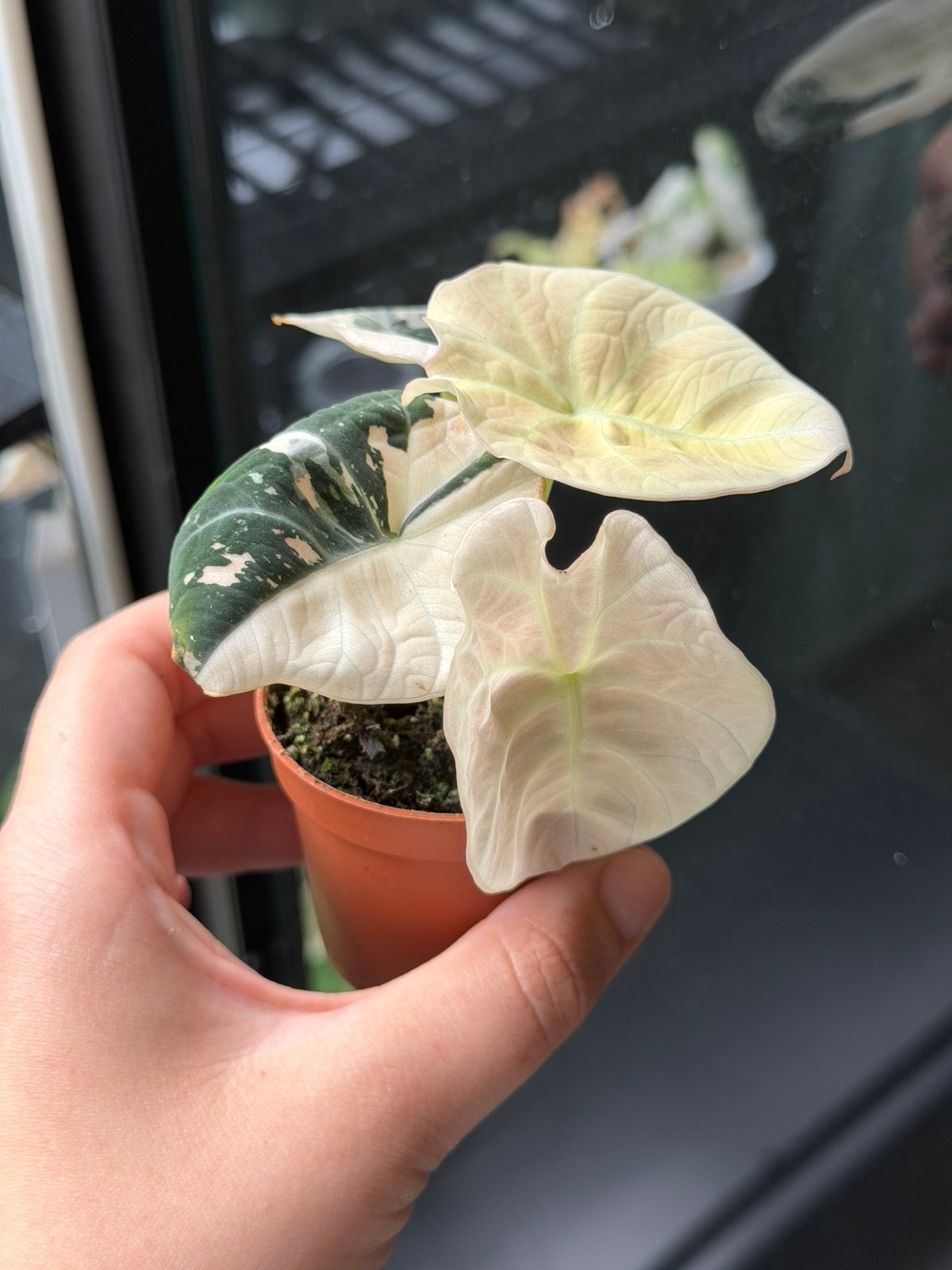 Alocasia noir velours rose, Maison & Meubles, Enlèvement ou Envoi