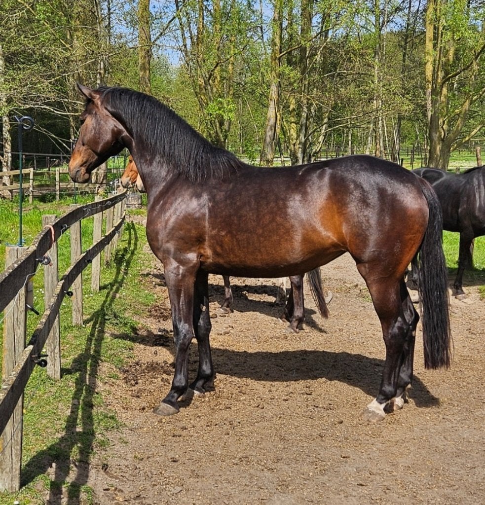 GVR in een fancy jasje, Merrie, 175 cm of meer, Met stamboom, 3 tot 6 jaar