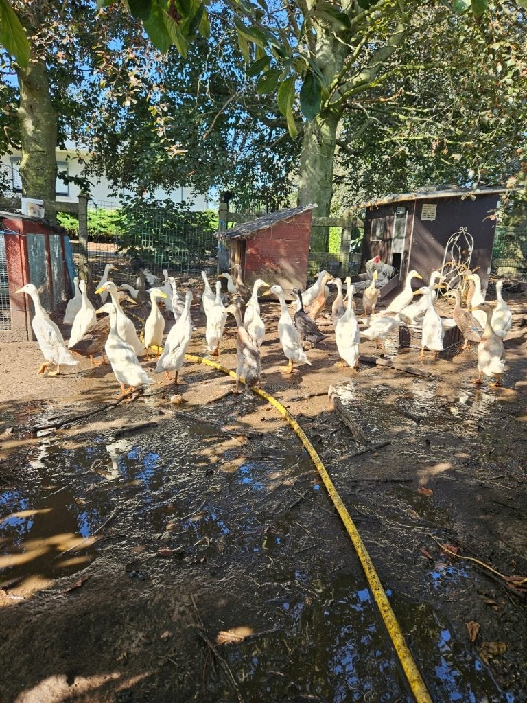 loopeenden, Animaux & Accessoires, Plusieurs animaux, Canard