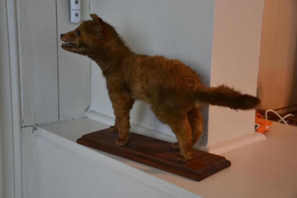 taxidermie, Ophalen