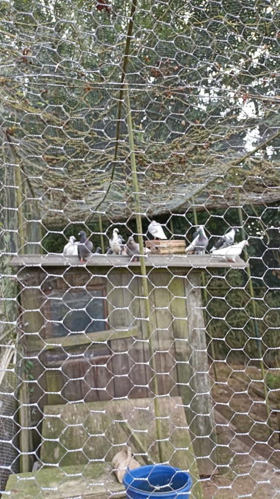 Duiven, Dieren en Toebehoren, Pluimvee