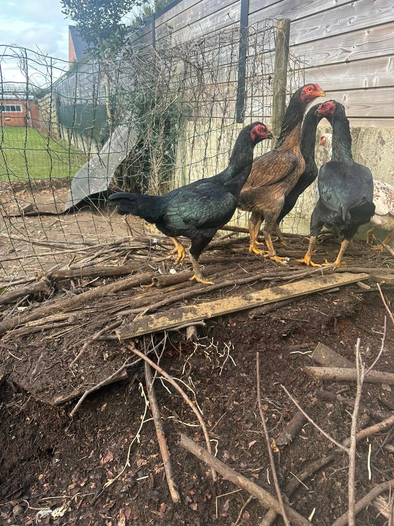Poulet, Animaux & Accessoires, Poule ou poulet