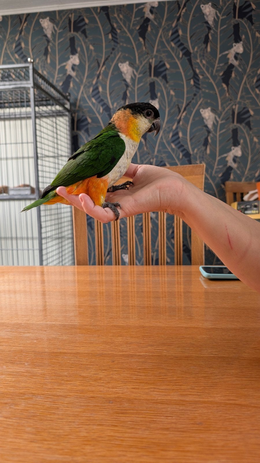 Handtamme zwartkop caique, Dieren en Toebehoren, Tam