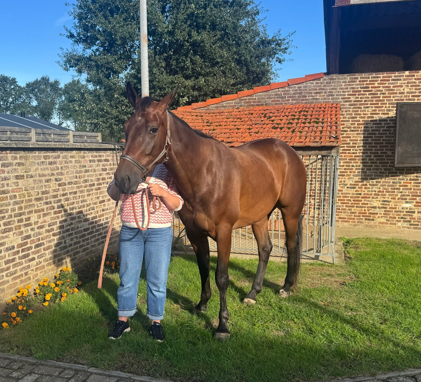 3 jarige ruin, Hongre