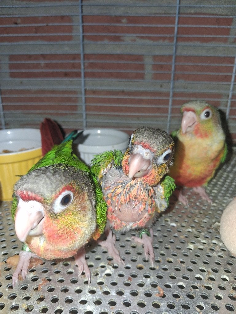 Super handtamme Pyrrhura's, Dieren en Toebehoren, Vogels | Parkieten en Papegaaien, Geslacht onbekend, Parkiet, Geringd