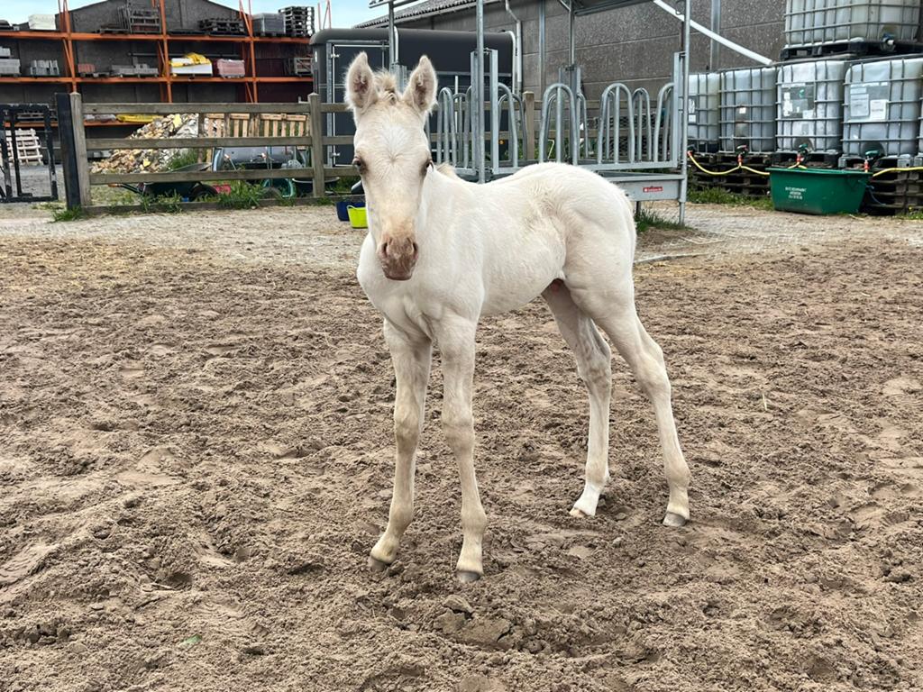 poulain AQHA, Poney de récréation, Avec pedigree, 0 à 2 ans, Poney E (1.48 m - 1.57m)