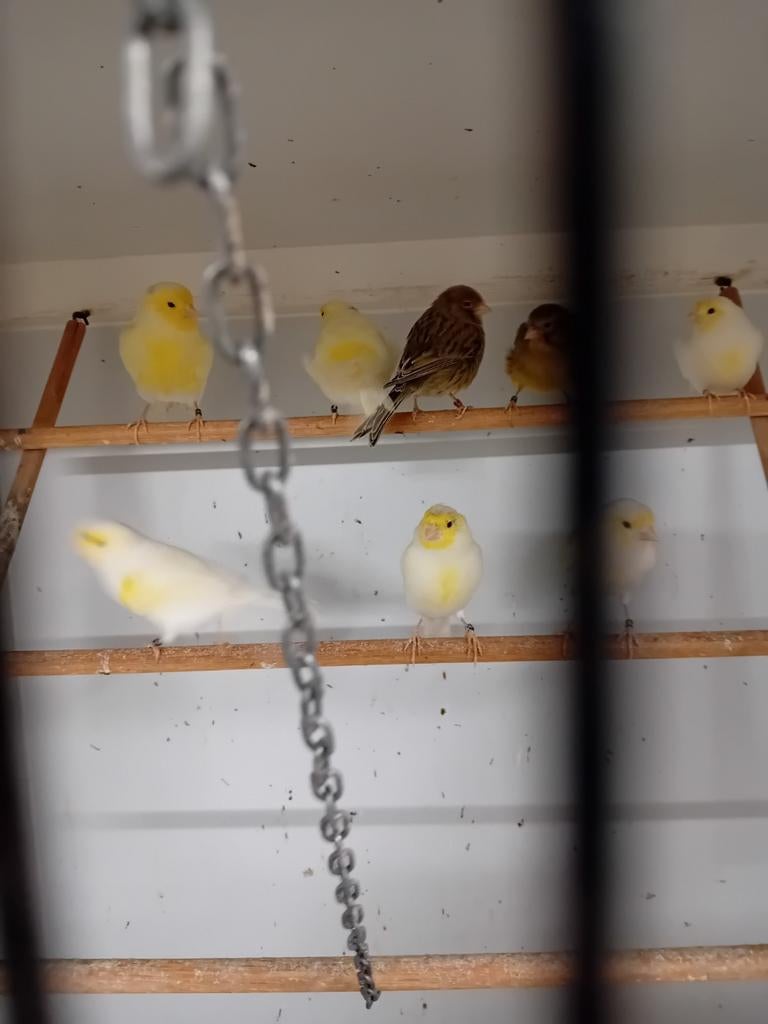 Mooien groote gezonde kanaries mannen, Dieren en Toebehoren, Vogels | Kanaries