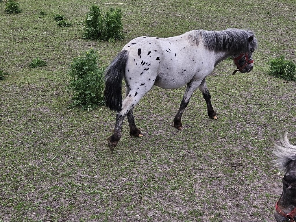 Appaloosa hengst, Dieren en Toebehoren, Hengst