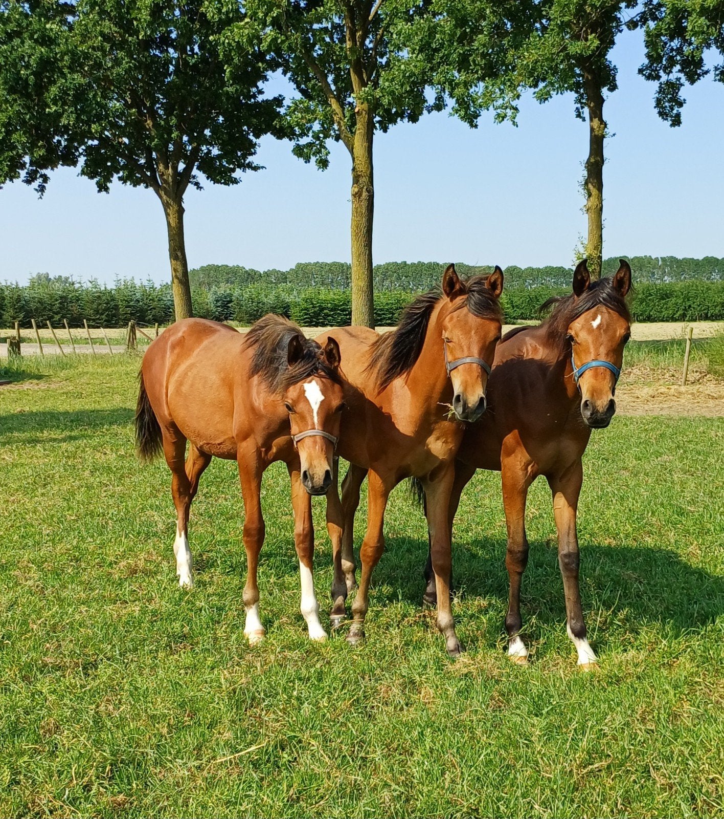 3 jaarlingen D-pony hengsten, Dieren en Toebehoren, Paarden, Hengst, Minder dan 160 cm, 0 tot 2 jaar, Gechipt, Ontwormd