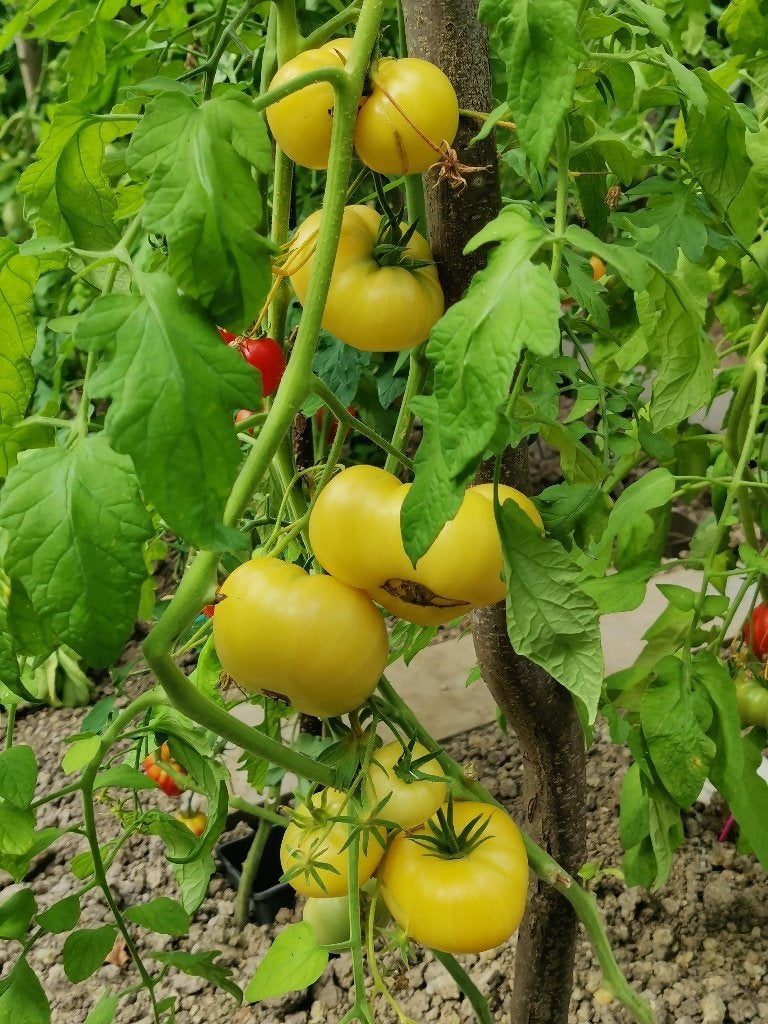 5 graines de tomates Yellow Pinkheart - culture biologique, Envoi, Printemps, Graine