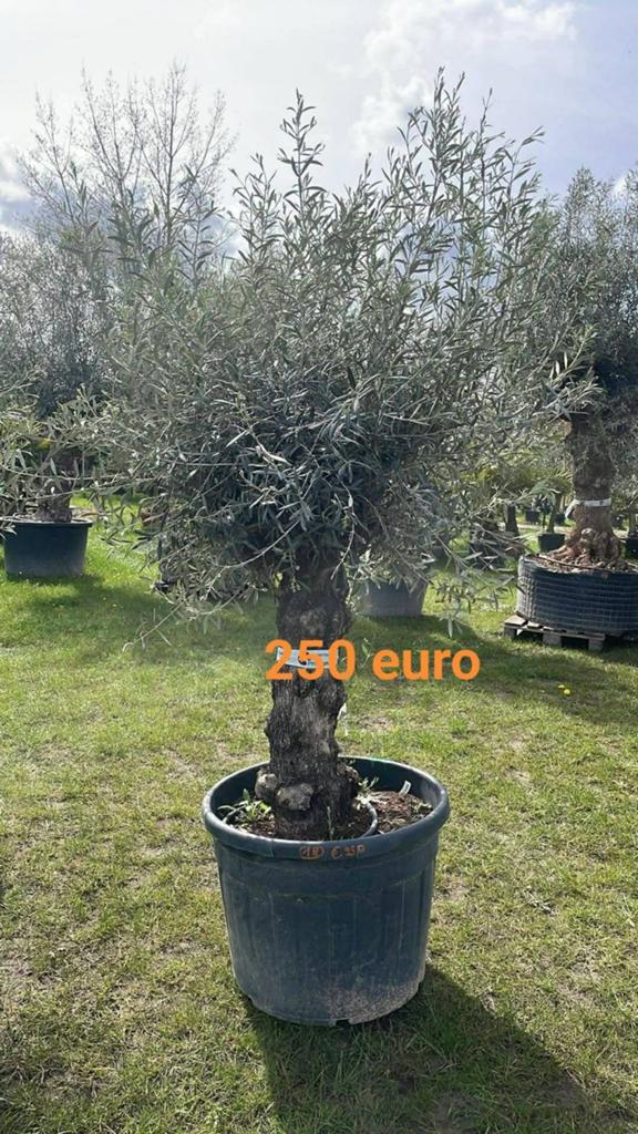 ‼️olijfbomen olea europaea met dikke stammen ‼️, Tuin en Terras, Ophalen
