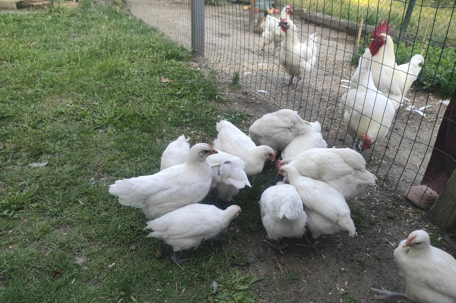 Poule de bresse, Plusieurs animaux, Poule ou poulet