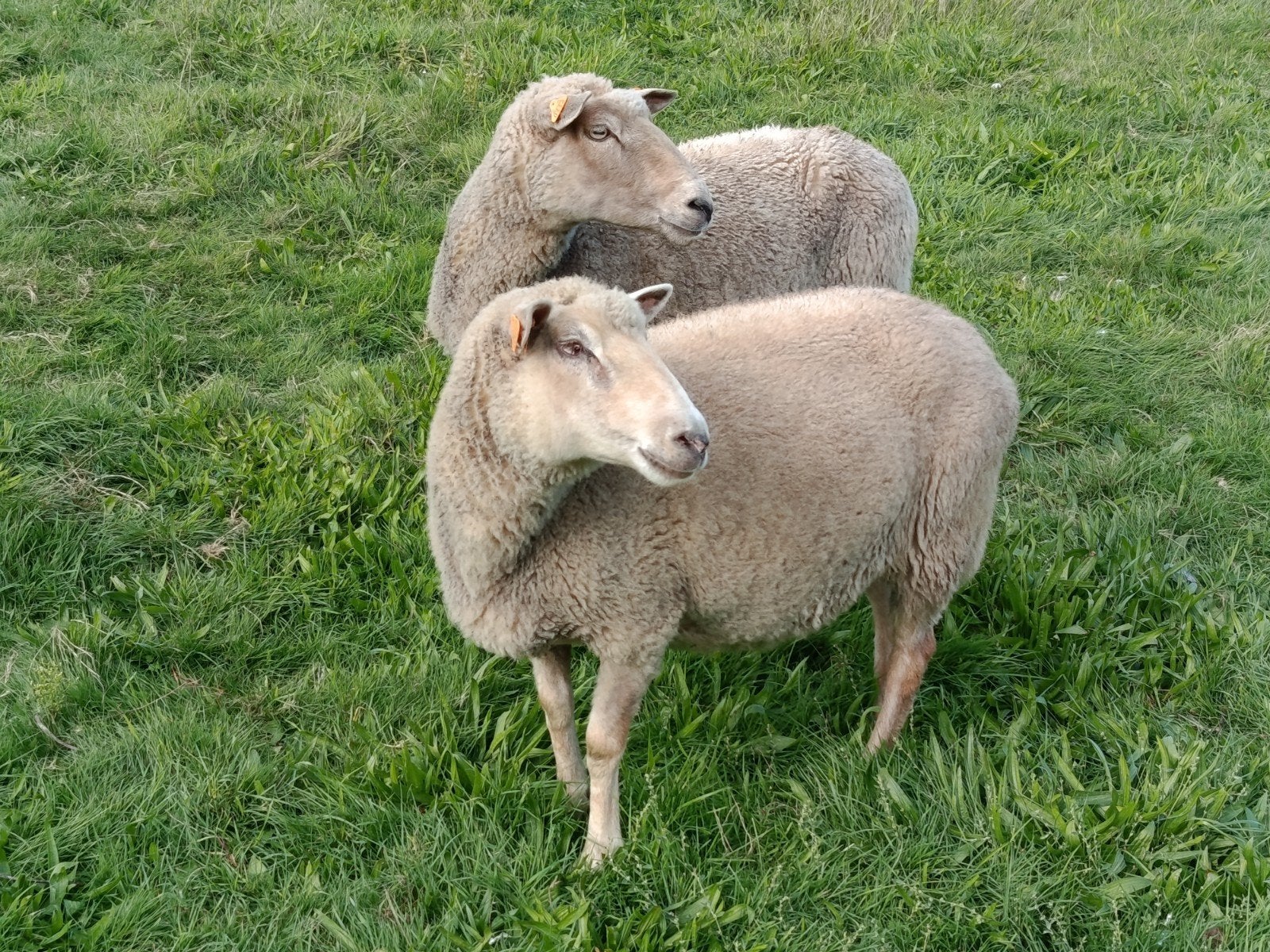 twee overjaarse ooien, Animaux & Accessoires