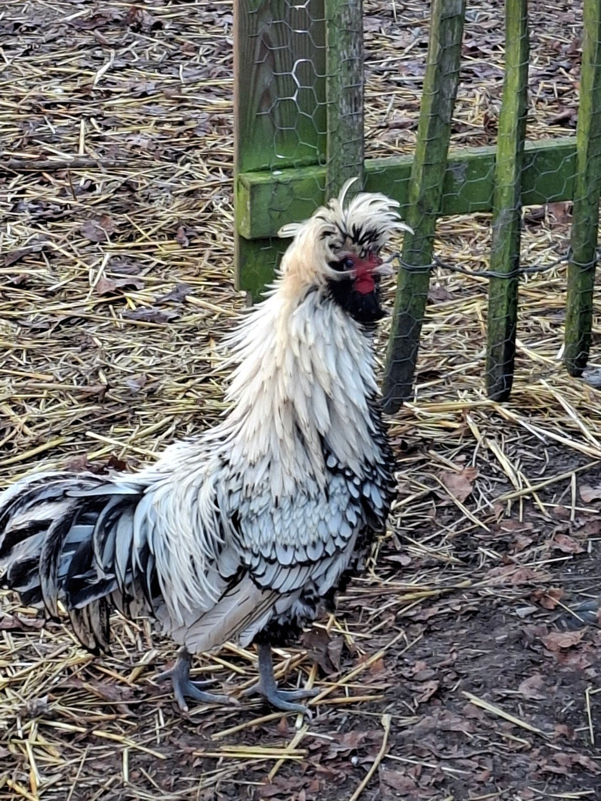 haan, Dieren en Toebehoren, Pluimvee, Mannelijk, Kip