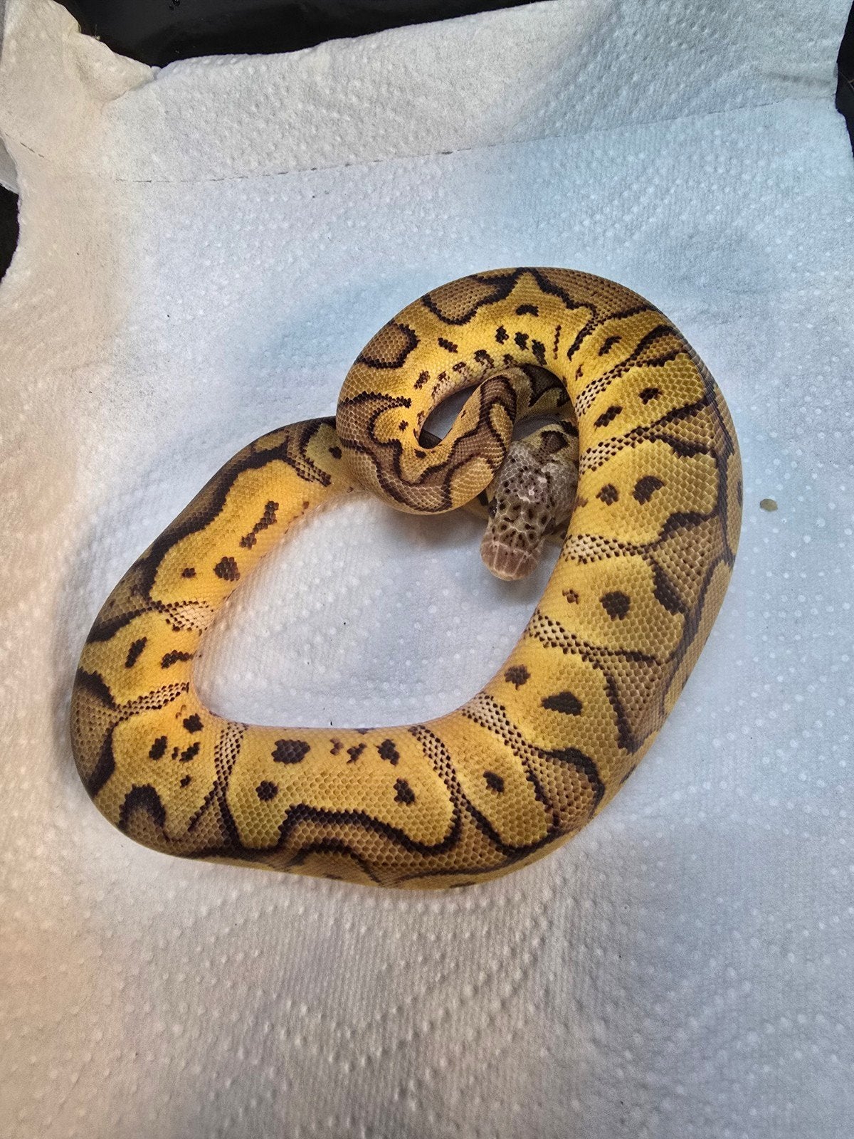 Koningspython (Python regius) – diversen kleuren nk 202 Ball Python photo 13