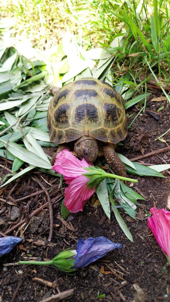 Diverse vierteenschildpadden Agrionemys Horsfieldii, Dieren en Toebehoren, Reptielen en Amfibieën, Schildpad