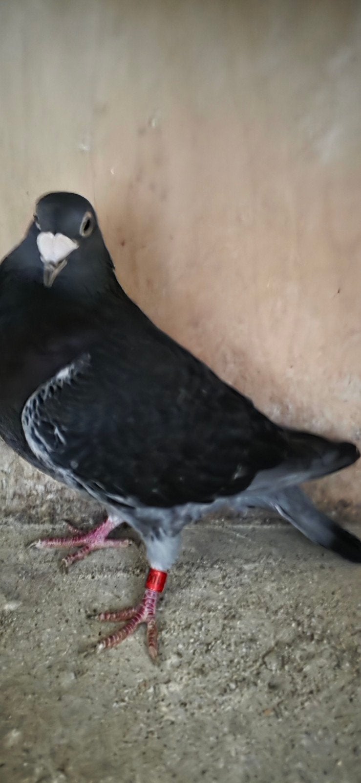 Mooie duiver te koop