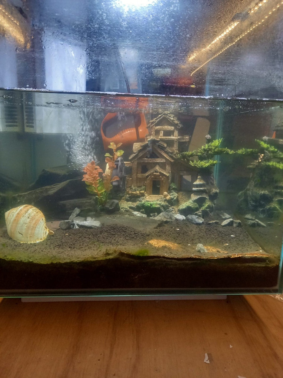 SuperFish Cubiq 60 aquarium compleet met vissen, decoratie.., Dieren en Toebehoren, Ophalen, Gebruikt, Gevuld zoetwateraquarium