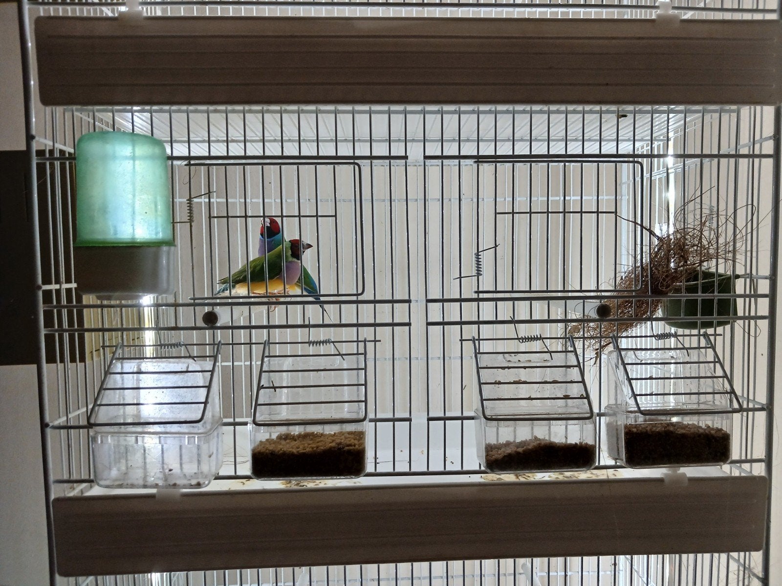 À vendre gould diamant., Animaux & Accessoires