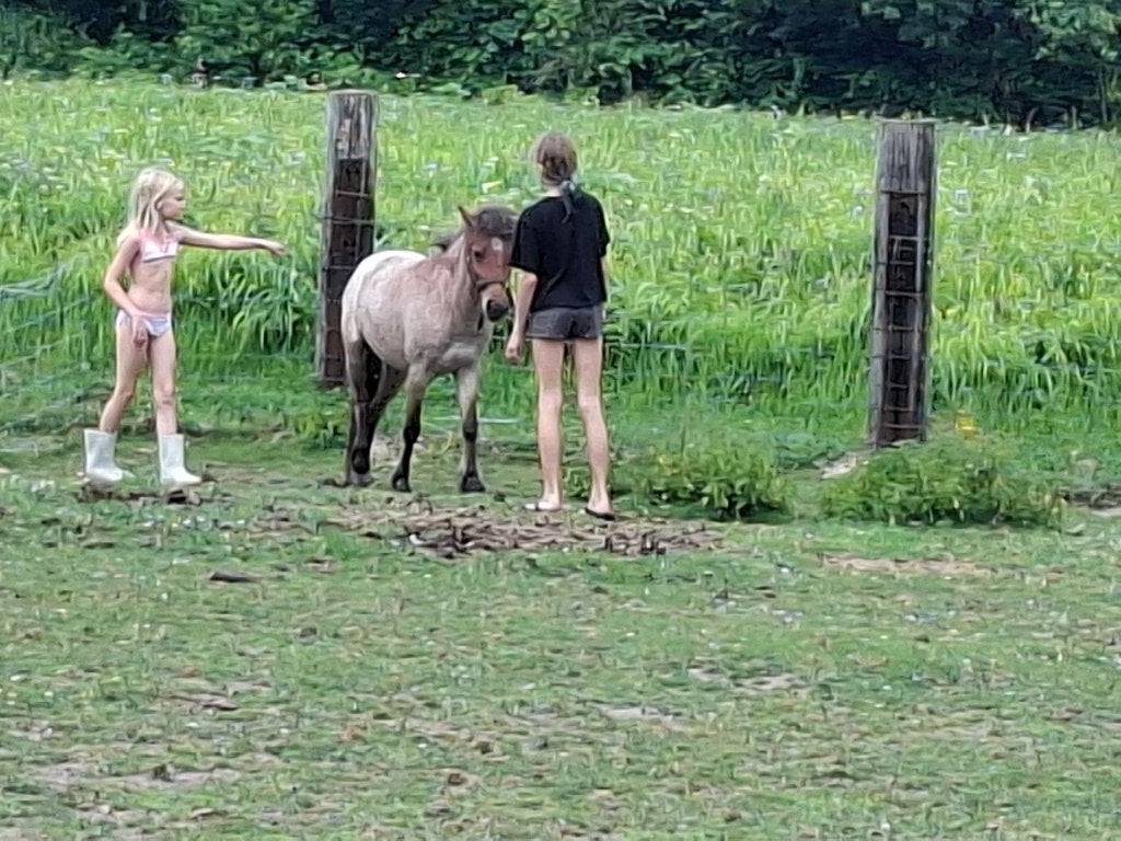 Veulen van 2 jaar oud, kruis Shetland x Iris Cob, Minder dan 160 cm, Niet van toepassing, 0 tot 2 jaar, Hengst