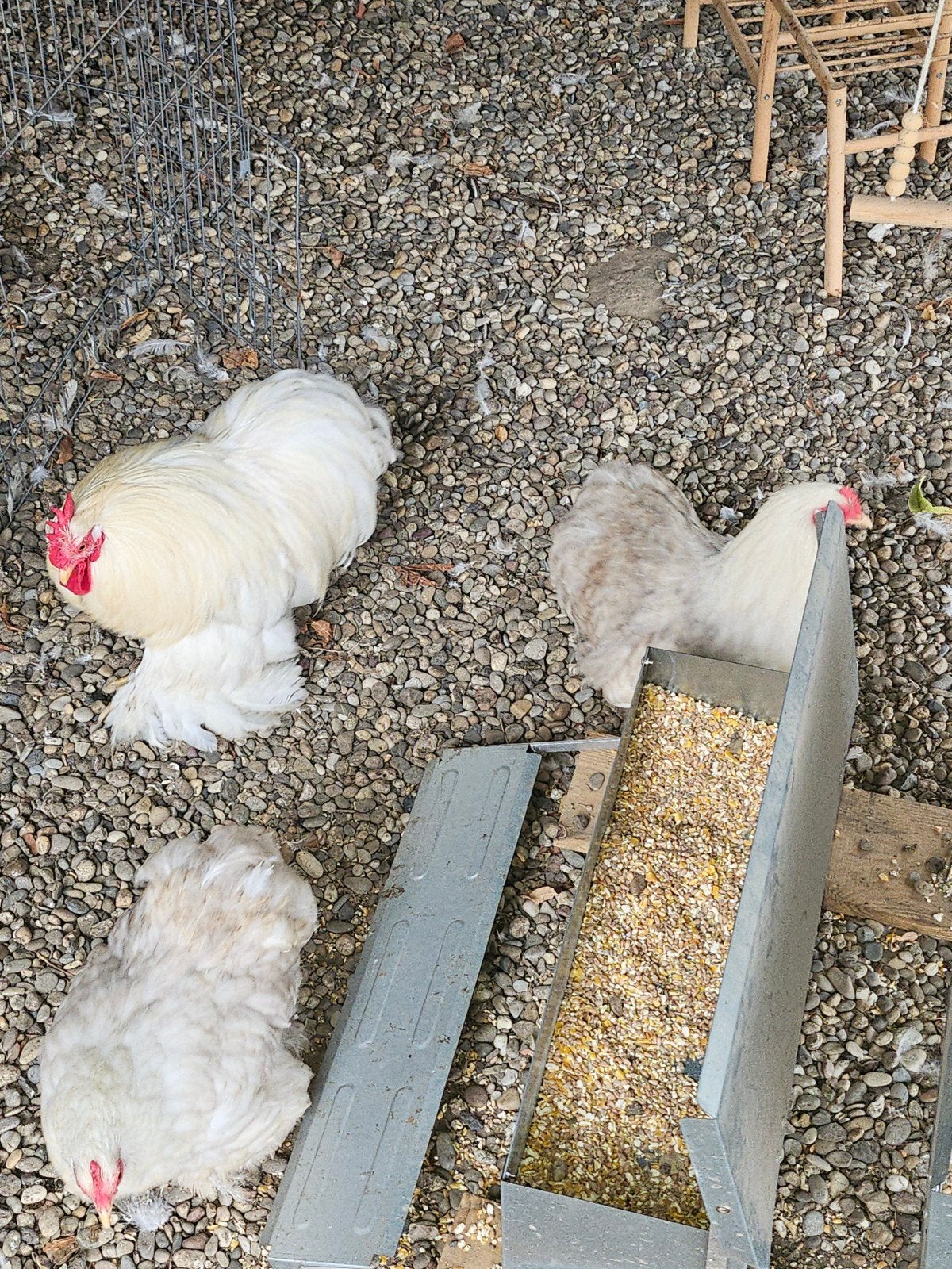 Trio Cochin Bobtail, Animaux & Accessoires
