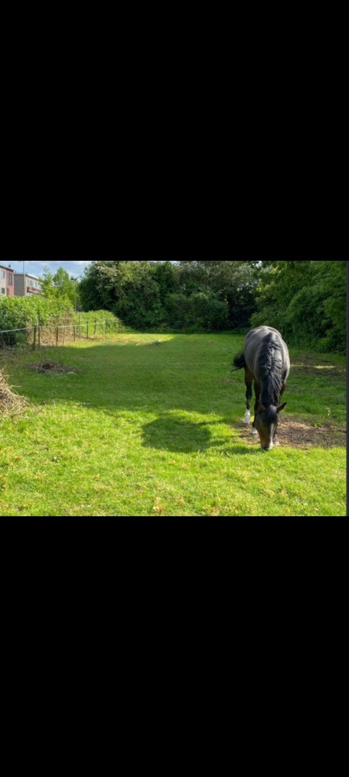 Weide/Paddock Edegem, Dieren en Toebehoren, Stalling en Weidegang, Weidegang, 1 paard of pony