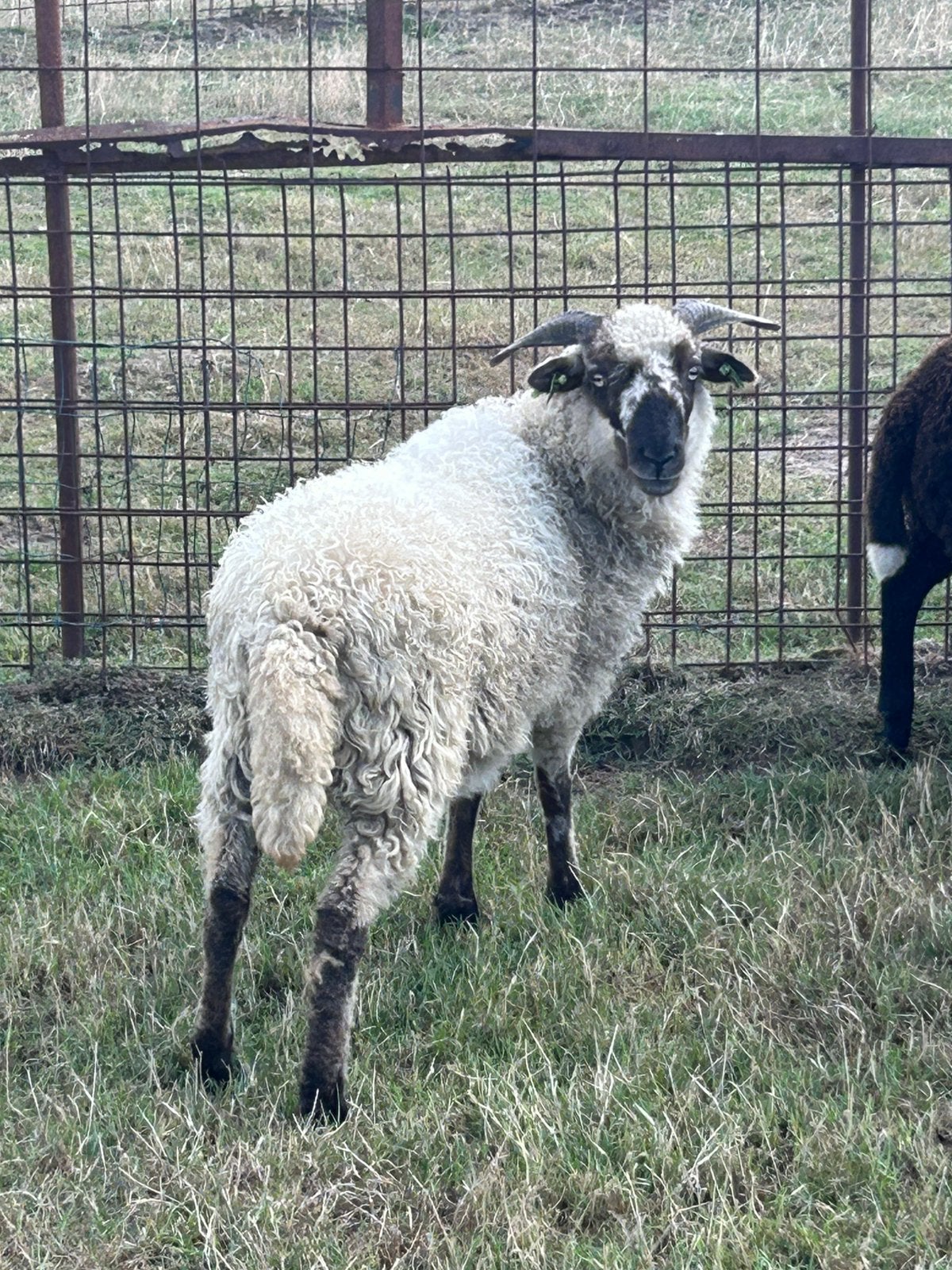 Zeer mooie jonge ooi kruising zwartneus schaap, Femelle, Mouton