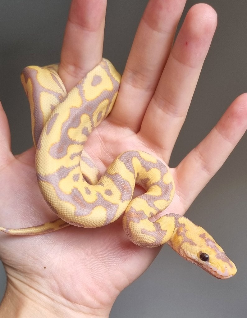 1.0 banana spotnose (od) clown koningspython