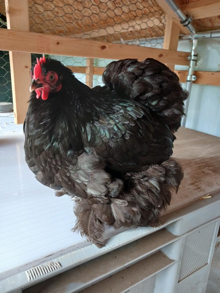 Trio cochin van 2025, Dieren en Toebehoren, Pluimvee