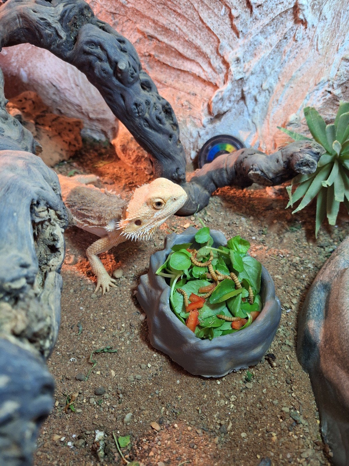 Terrarium met mannelijke baardagaam van 9 maand, Dieren en Toebehoren, Hagedis, Met terrarium, 0 tot 2 jaar
