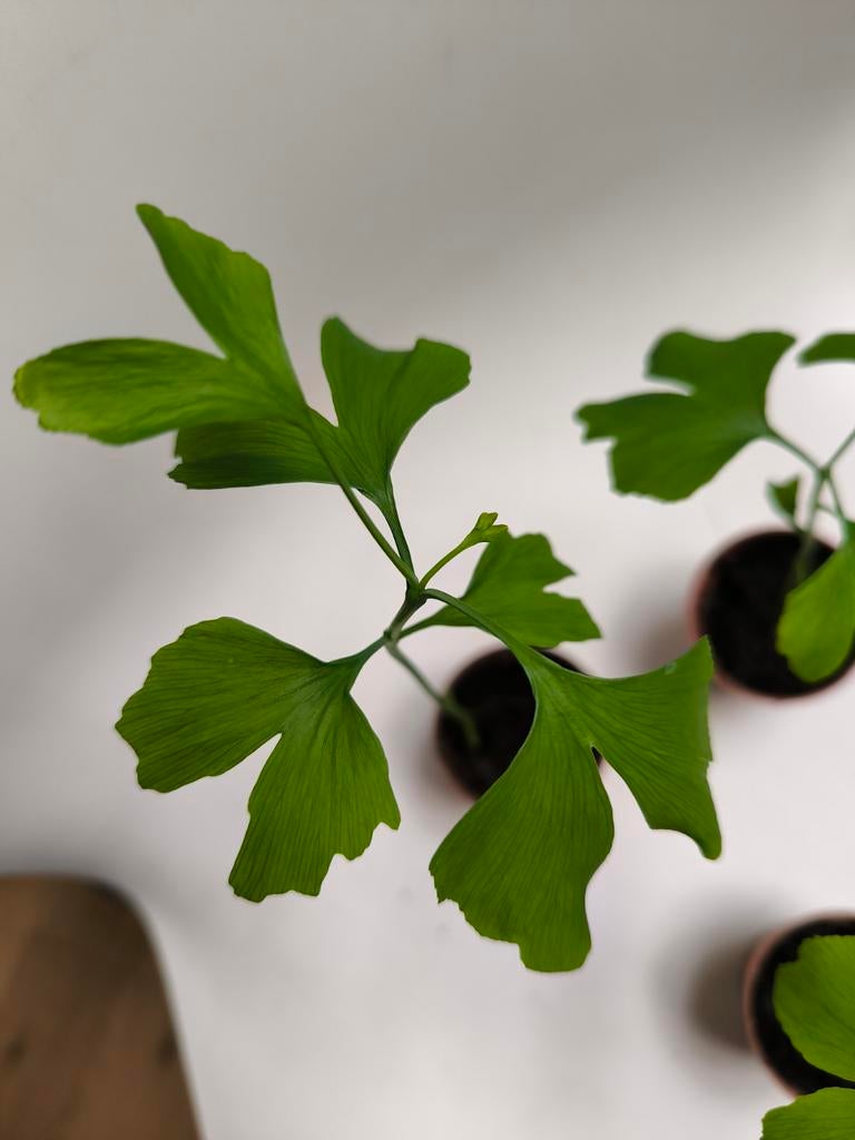 Ginkgo biloba, Tuin en Terras, Ophalen, Herfst