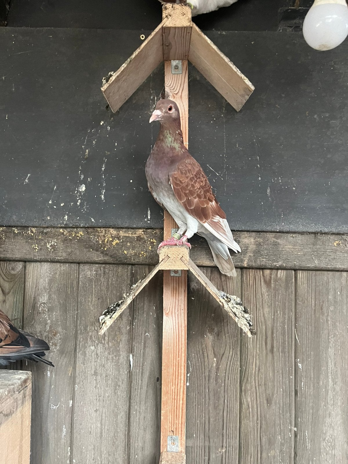 Duiven, Dieren en Toebehoren