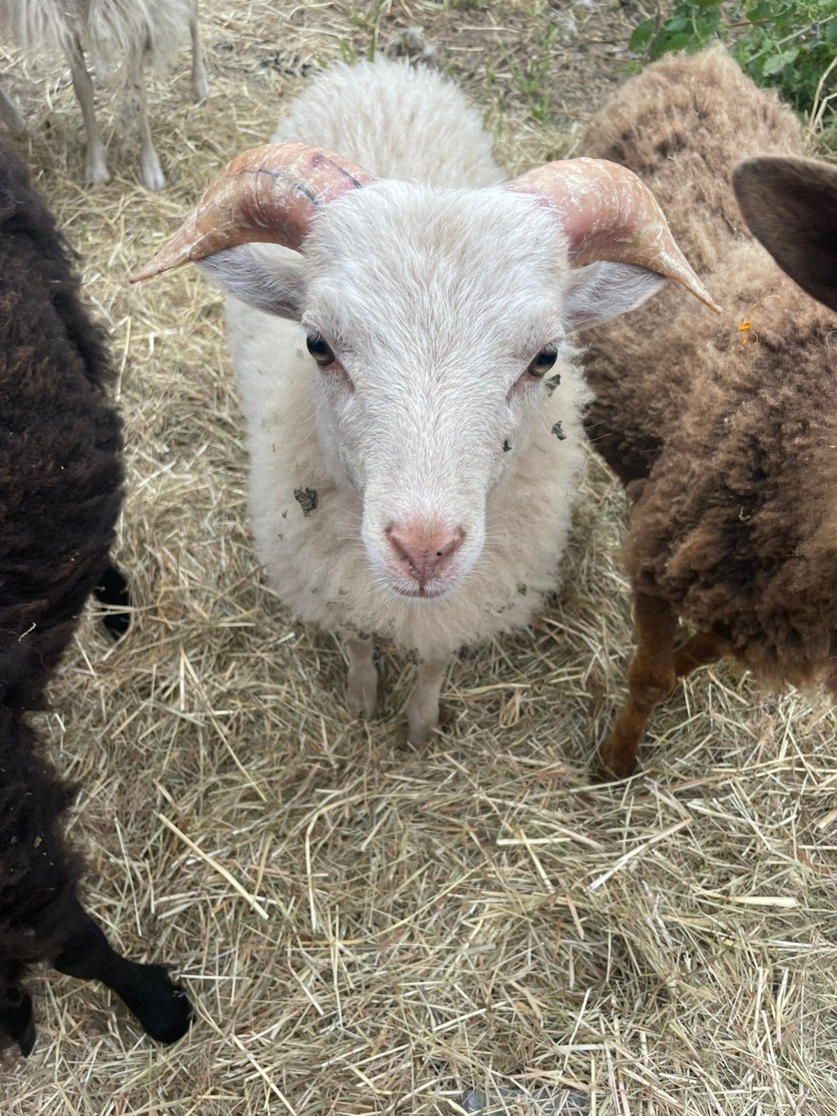 Ouessant ram, Animaux & Accessoires, Moutons, Chèvres & Cochons, Mâle, Mouton, 0 à 2 ans