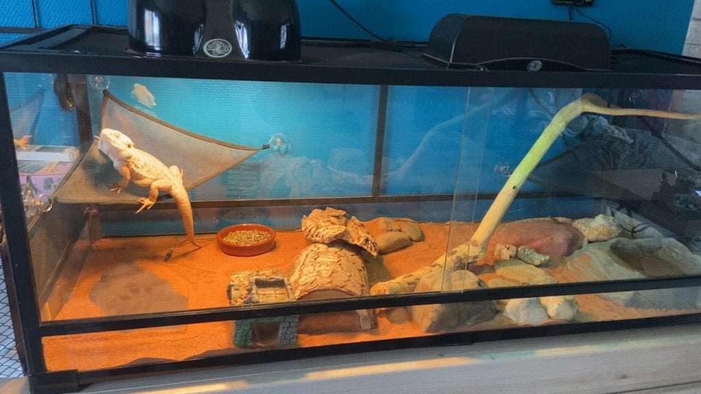 Terrarium 120X60X60, Animaux & Accessoires, Reptiles & Amphibiens | Accessoires, Enlèvement, Utilisé, Terrarium ou Paludarium