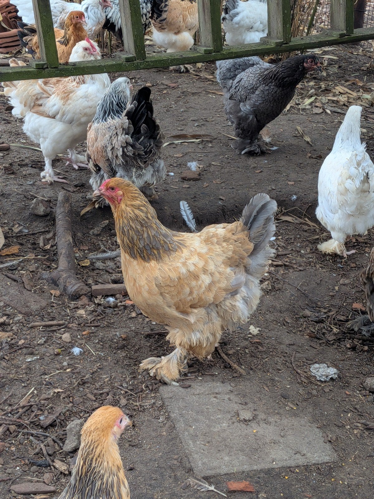 brahma hennen